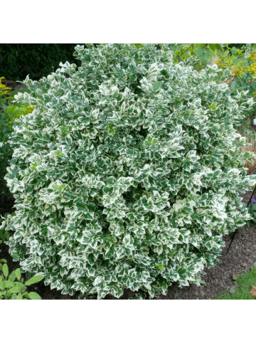 NatureNest 6 Bunte Kardinalspitze pflanzen  Euonymus 'Emerald 'n Gaity' 