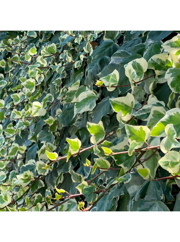 NatureNest 12er: Set Hedera helix Glacier Pflanzen in Grün