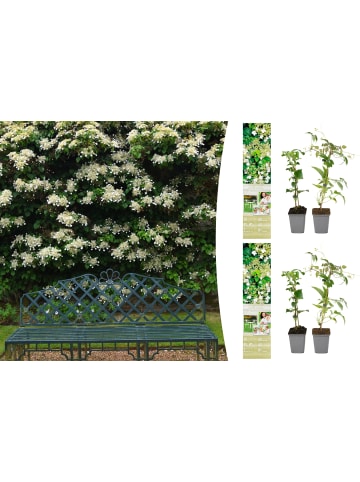 GARDENZO 4er-Set: Kletterhortensie in Weiß
