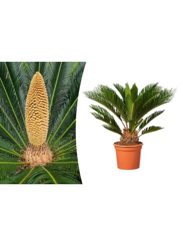 GARDENZO Japanische Cycas-Palme