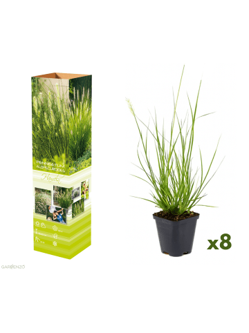 GARDENZO 8er-Set: Lampenputzergrases