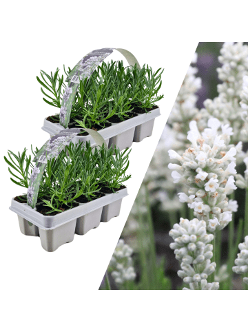 NatureNest 12 weiße Lavendelpflanzen - Lavendel angustifolia Edelweiss