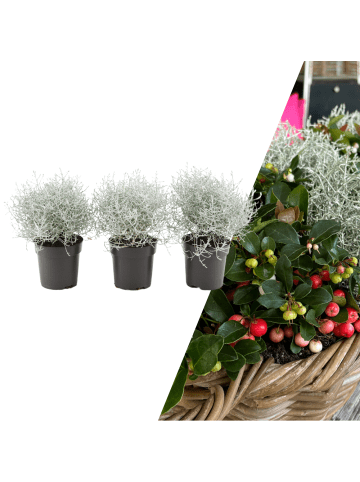NatureNest Set mit 3 Silberstrauchpflanzen Calocephalus