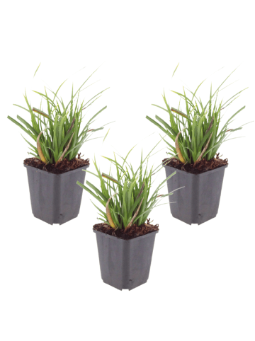 NatureNest 3er-Set: Carex morrowii Ziergras wintergrün winterhart in Grün