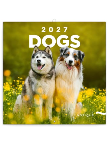 NOTIQUE Wandkalender 2027 mit 6-sprachigem Kalendarium in Dogs - 30 x 30 cm