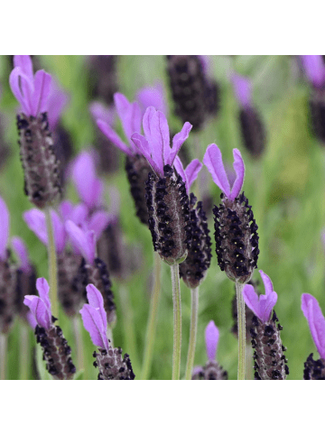 NatureNest 3er: Set Lavandula stoechas Anouk Lavendelpflanzen in Lila