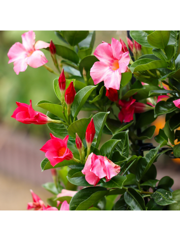 NatureNest Mandevilla Mix Set 3 Dipladenia für Balkon und Terrasse
