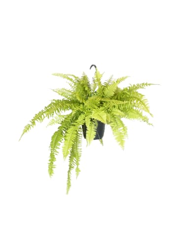 MeinVIPShop Schwertfarn Nephrolepis exaltata Blonde Hängepflanze ca.70cm