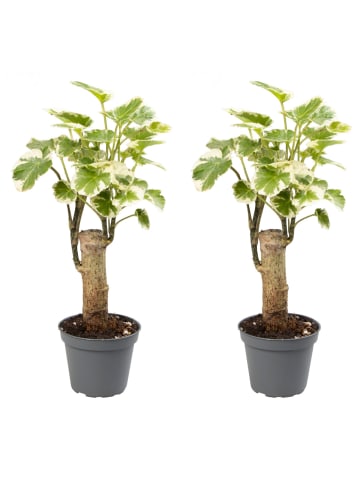 MeinVIPShop Polyscias Balfouriana 2er Set Zimmerpflanze