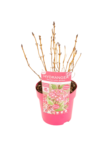 NatureNest 3 Hydrangea serrata Euphoria Pink Pflanze in Rosa Topf 15 cm Höhe 15 cm