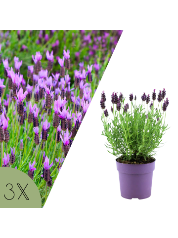 NatureNest 3 Lavandula stoechas Anouk Lavendelpflanzen in Lila Topf 12 cm Höhe 20 cm