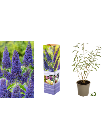 GARDENZO 3er-Set: Schmetterlingspflanzen in Lila