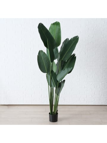 Boltze Bananenpflanze in grün