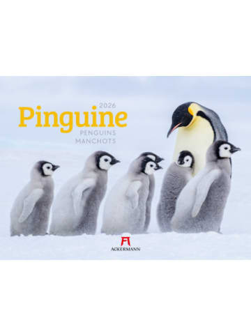 Ackermann Kunstverlag Kalender - Pinguine Kalender 2026