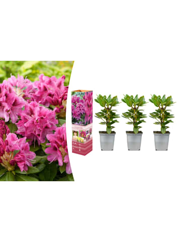 OH2 3er-Set: Rhododendron Cosmopolitan in Rosa