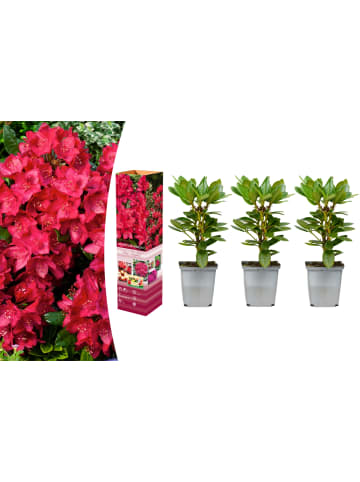 GARDENZO 3er-Set: Rhododendron Nova Zembla in Rot