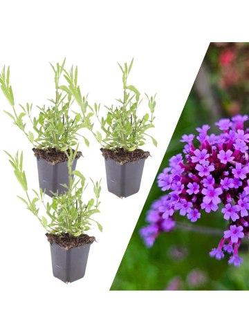 NatureNest 3 Eisenkraut pflanzen  Verbena bonariensis