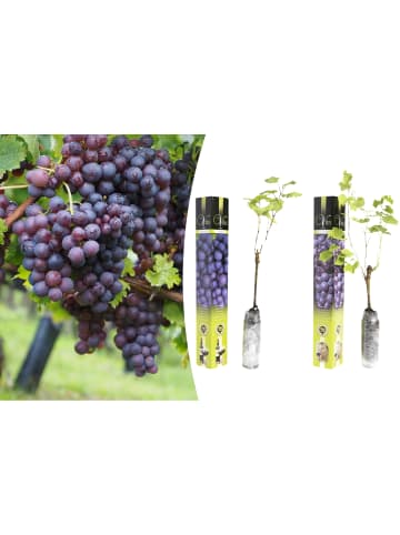 GARDENZO 2er-Set: Traubenpflanzen in Blau