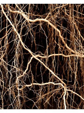 Yodeyma Eau de Parfum Sophisticate 15 ml