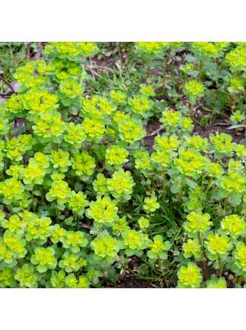 NatureNest 3er: Set Euphorbia amygdaloides Robbiae Pflanzen in Grün