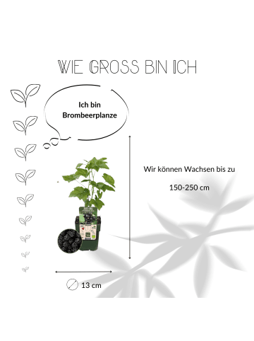 NatureNest 3 Brombeerpflanzen  