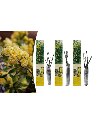 GARDENZO 3er-Set: Kletterrosen in Gelb