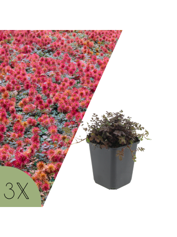 NatureNest Stachelnüsschen Set 3 Acaena Kupferteppich winterhart