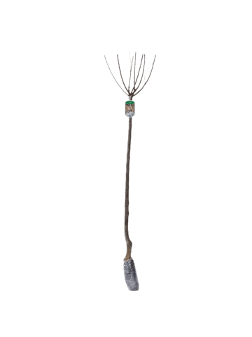 NatureNest Mandelbäumchen auf Stamm 80 cm Prunus triloba Frühlingsbaum