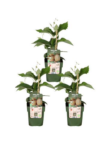 NatureNest Kiwi Beeren Set 3 Actinidia arguta bio Gartenpflanzen