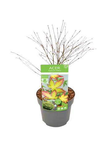 NatureNest Acer palmatum Little Princess Ahornpflanze in Grün Topf 19 cm Höhe 40 cm