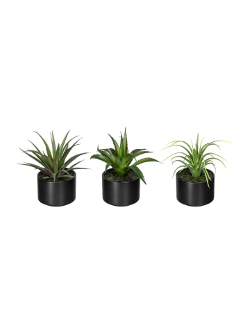 Creativ green 3er Set: Deko-Sukkulente Aloe, Agave und Tillandsie in grün