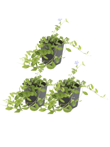 NatureNest Blaues Immergrün Set 3 Vinca minor winterhart