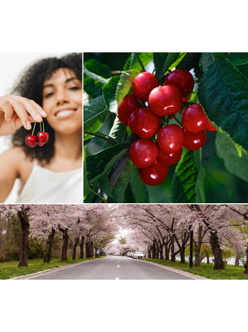 GARDENZO 3er-Set: XXL Kirsche Rheinische Schattenmorelle Saurer Obstbäume in Bunt