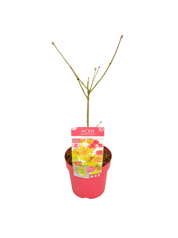 NatureNest Acer shirasawanum Moonrise Ahornpflanze in Gelb Topf 19 cm Höhe 40 cm