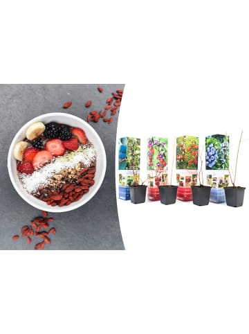 GARDENZO 4er-Set: Vitaminpflanzenmischung in Bunt