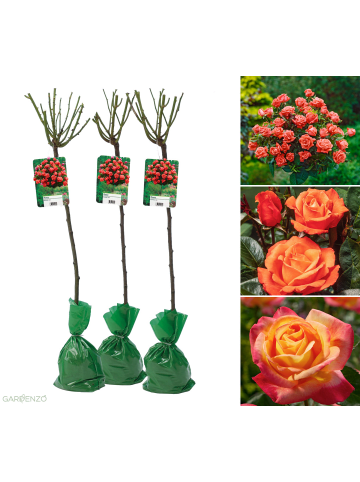 GARDENZO 3er-Set: XXL Großblütige Standardrosen in orange