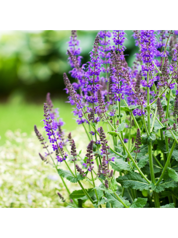 NatureNest 6er: Set Salvia nemorosa Ostfriesland Pflanzen in Lila