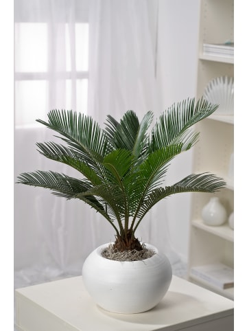 GARDENZO Cycas Revoluta Groß 