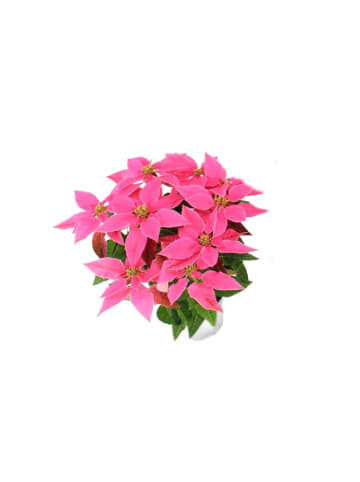 MeinVIPShop Weihnachtsstern dark pink 30cm Zimmerpflanze