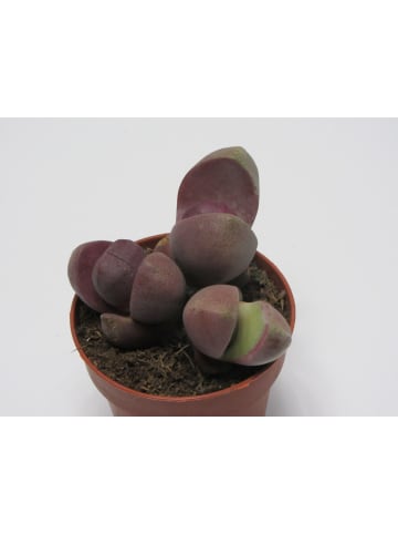 exotic living Zimmerpflanze Lebende Steine Variante 3 Lithops