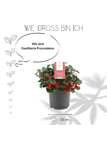 NatureNest Set mit 3 Scheinbeerpflanzen Gaultheria procumbens Big Berry