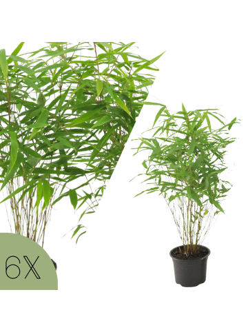NatureNest 6 Bambuspflanzen Fargesia Rufa in Grün Topf 13 cm Höhe 25 cm