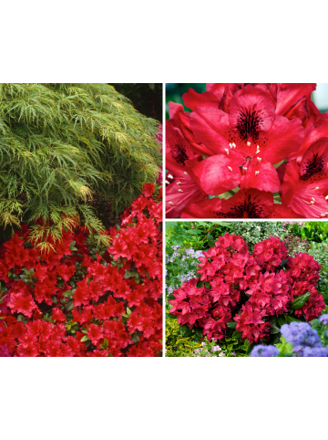 GARDENZO 6er-Set: Rhododendron Nova Zembla in Rot