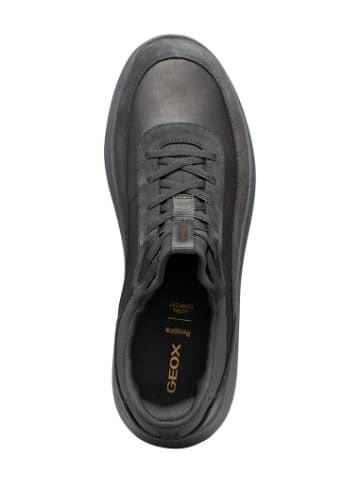 Geox Sneackers U in bunt