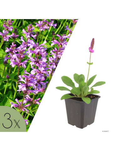 NatureNest 3er-Set: Stachys monieri Hummelo Staude mehrjährig in Violett