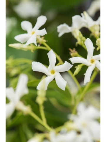 GARDENZO 6er-Set Sternjasmin 25-40cm