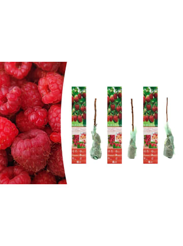 GARDENZO 3er-Set:  Himbeeren in Rot