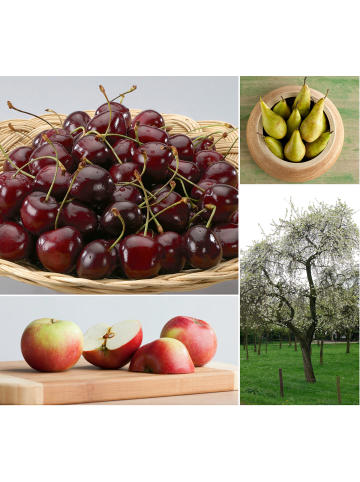 GARDENZO 3er-Set: XXL Obstbäume in Bunt