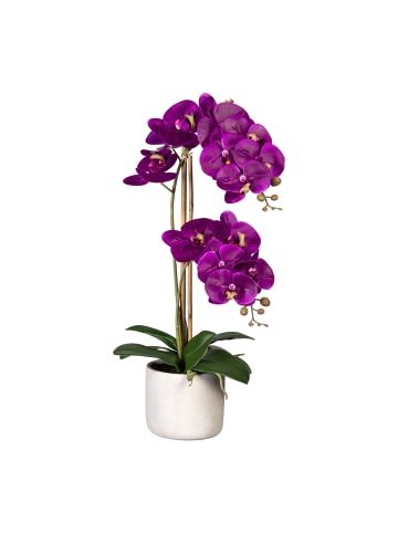 Creativ green Deko-Orchidee Phalaenopsis in lila