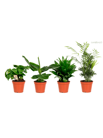 GARDENZO 4er-Set: Zimmerpflanzen